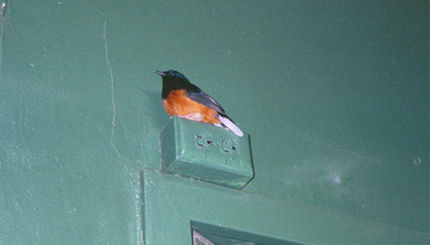 Orioles are a favorite among bird watchers. Orioles are a favorite among bird watchers.