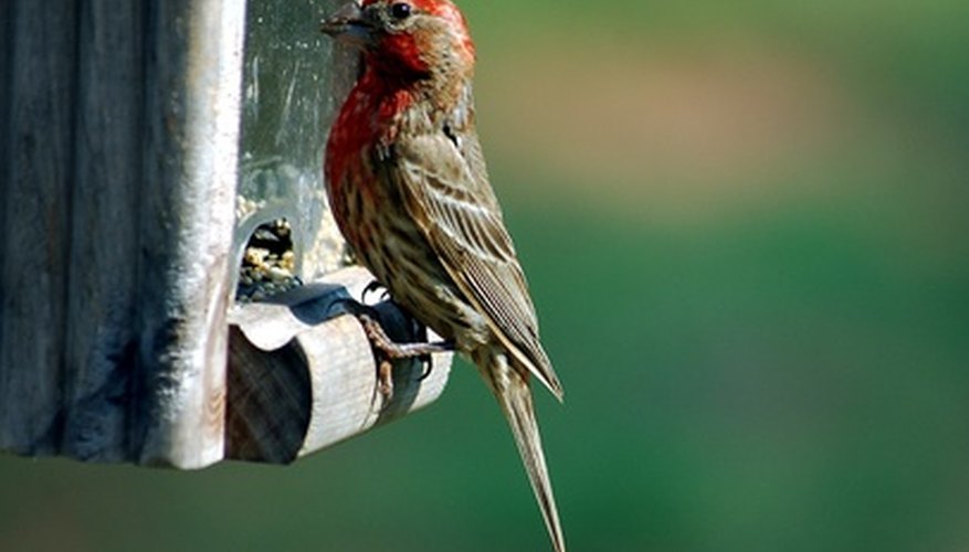 House finches like perched feeders. House finches like perched feeders.