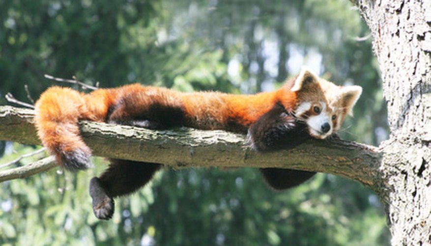 why-are-the-red-pandas-endangered-sciencing