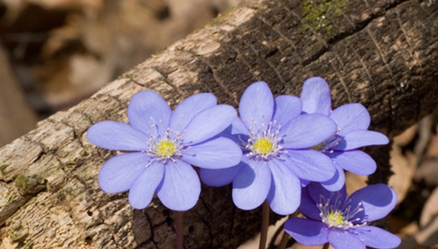 Georgia's native Hepatica flower Georgia's native Hepatica flower