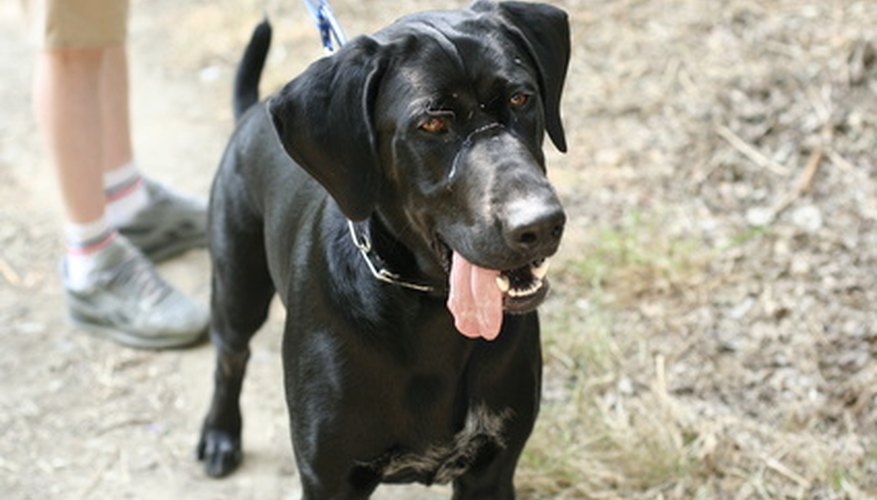 Handmade leashes add a touch of creativity to your walks. Handmade leashes add a touch of creativity to your walks.