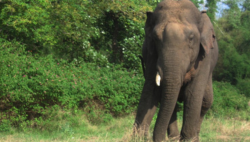 The Natural Habitat of Elephants | Sciencing