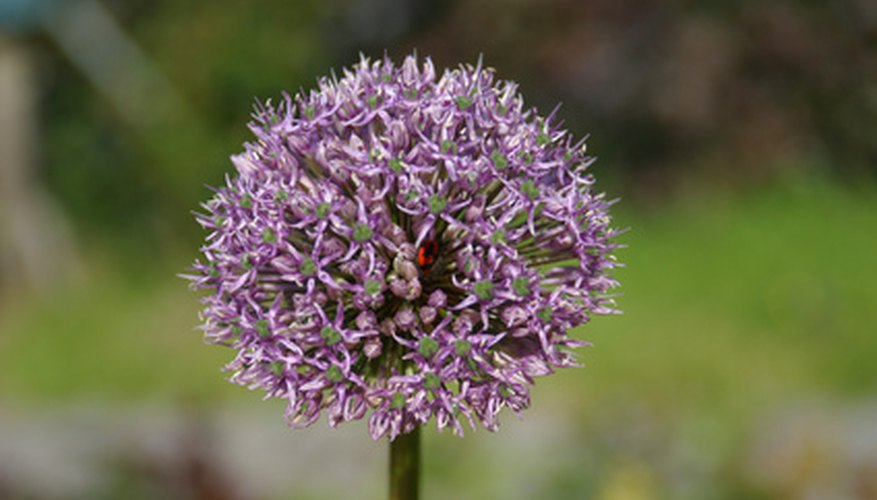 Garden alliums have neat, spherical flower clusters. Garden alliums have neat, spherical flower clusters.