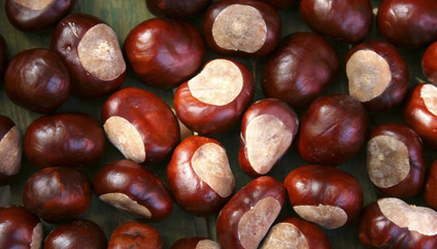 Chestnuts have smooth, reddish-brown shells. Chestnuts have smooth, reddish-brown shells.