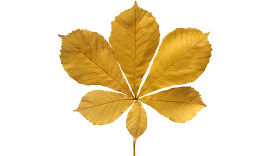 Compound leaves have several leaves growing from one stem. Compound leaves have several leaves growing from one stem.