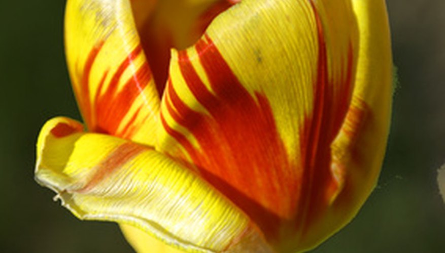 Variegated tulips have a distinctive multi-colored pattern and signify beautiful eyes. Variegated tulips have a distinctive multi-colored pattern and signify beautiful eyes.