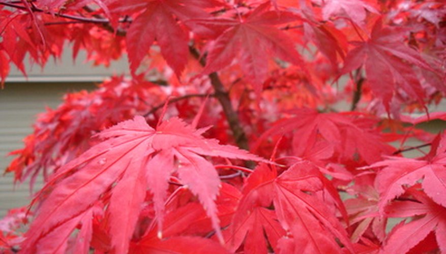 Japanese maples are typically grown for their brilliant leaf color. Japanese maples are typically grown for their brilliant leaf color.