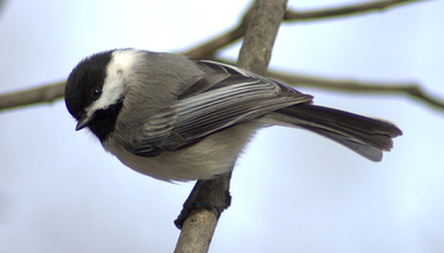 Chickadees taste for sweet foods attracts them to hummingbird feeders. Chickadees taste for sweet foods attracts them to hummingbird feeders.