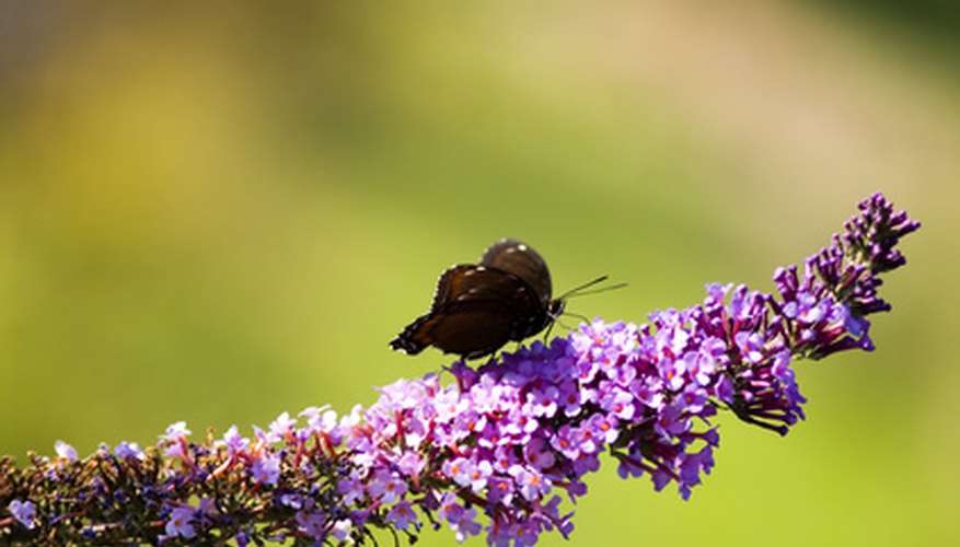 Butterfly bushes excel at attracting beneficial insects. Butterfly bushes excel at attracting beneficial insects.