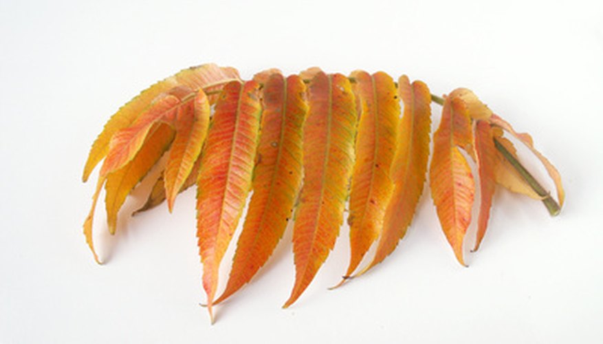 Acuminate leaves taper to a long, slender point. Acuminate leaves taper to a long, slender point.