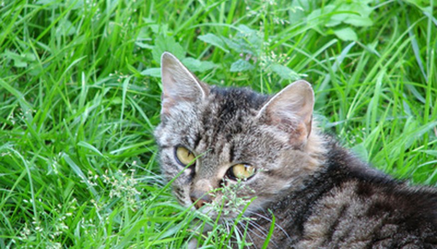 Cats sometimes get cravings for green plants. Cats sometimes get cravings for green plants.