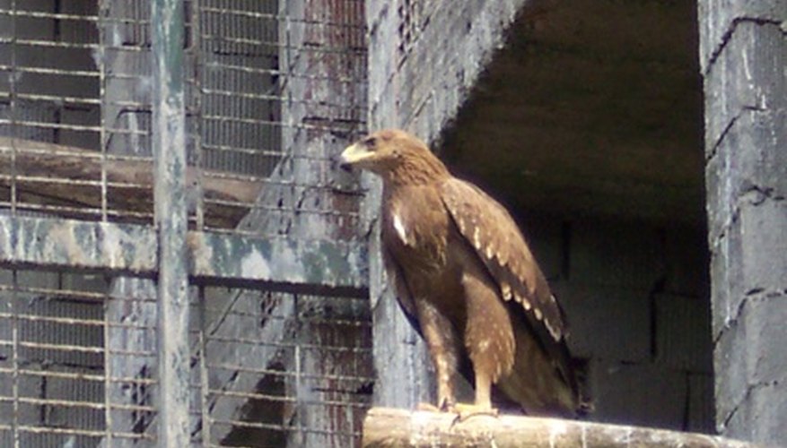 The young eagle may return to its birth nest for occasional visits. The young eagle may return to its birth nest for occasional visits.