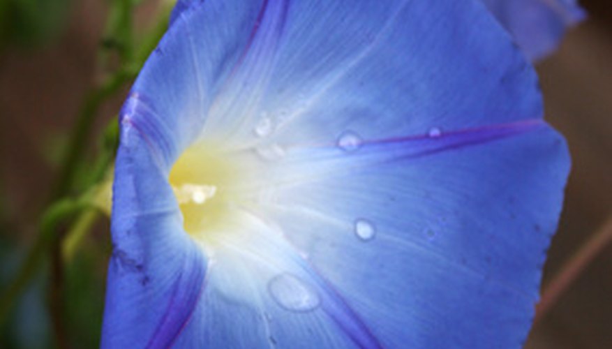 Morning glory flowers can be 2 inches across. Morning glory flowers can be 2 inches across.