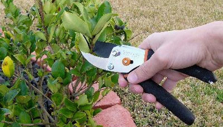 Healthy plants require proper care. Healthy plants require proper care.