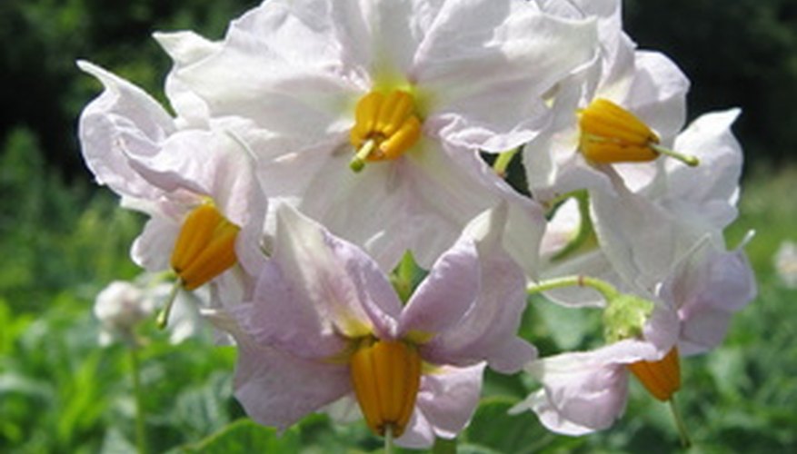 The potato plant's leaves, stems, and blossoms are poisonous The potato plant's leaves, stems, and blossoms are poisonous