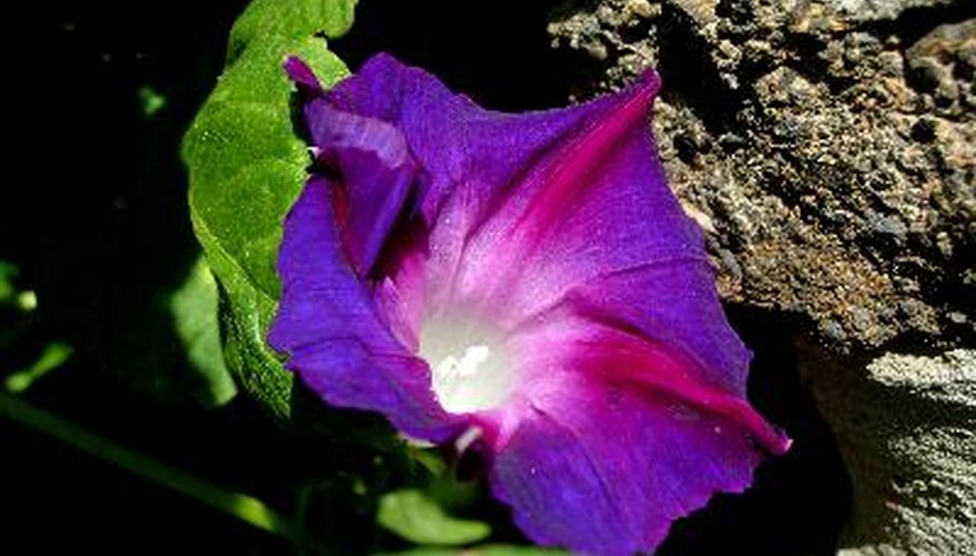 Overly rich soil and overcast, cool weather reduce flowering. Overly rich soil and overcast, cool weather reduce flowering.