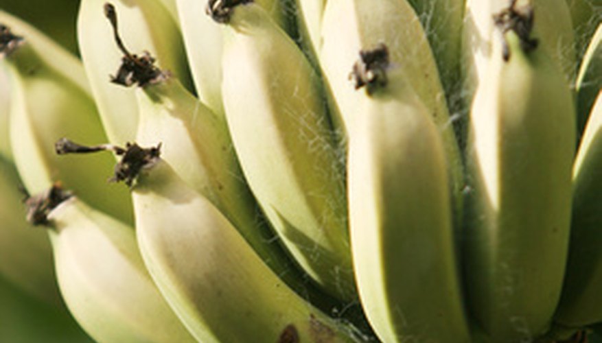 Know the pests that may attack your banana plants. Know the pests that may attack your banana plants.