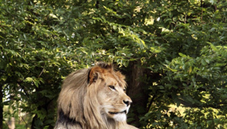 Make a lion diorama. Make a lion diorama.