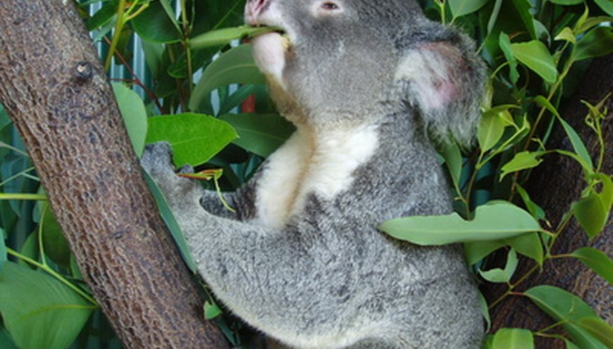Make a koala mask with a paper plate. Make a koala mask with a paper plate.