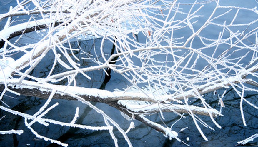 Snow, ice and wind can bring a Bradford pear tree crashing to the ground. Snow, ice and wind can bring a Bradford pear tree crashing to the ground.