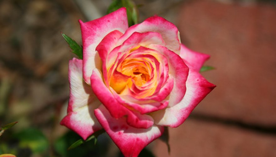 The longer the rose stays in the colored water, the more colored the rose will be. The longer the rose stays in the colored water, the more colored the rose will be.