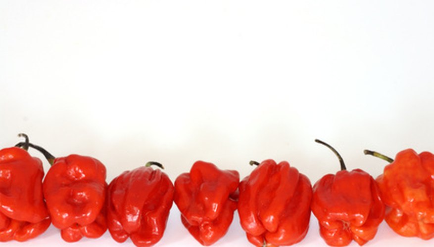 Red peppers are a popular ingredient in Italian cookery. Red peppers are a popular ingredient in Italian cookery.