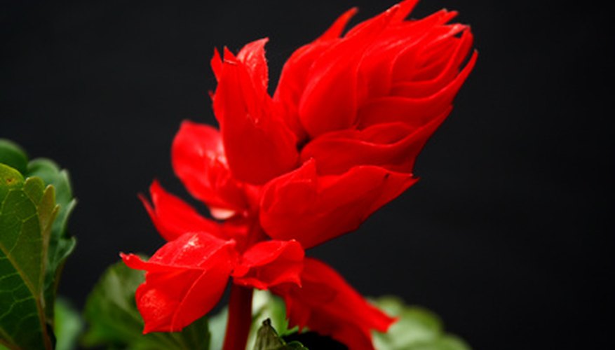 Snapdragons thrive in winter weather. Snapdragons thrive in winter weather.