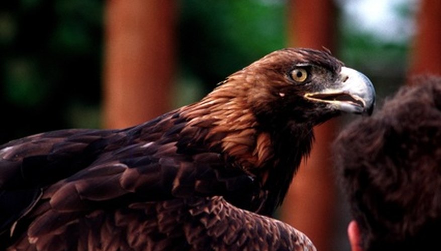 Magnificent golden eagle in its adult plumage. Magnificent golden eagle in its adult plumage.