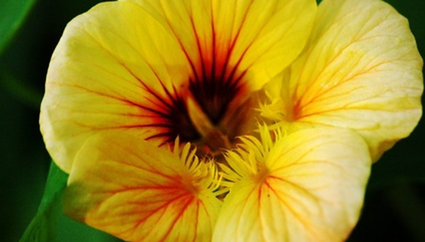 Nasturtium flowers, leaves and seed heads are edible. Nasturtium flowers, leaves and seed heads are edible.