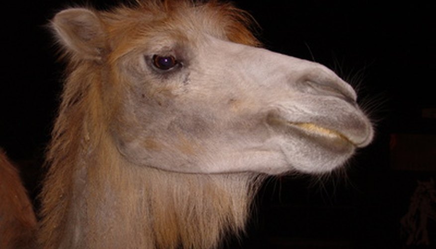 You can form paper into any animal shape, such as a camel. You can form paper into any animal shape, such as a camel.