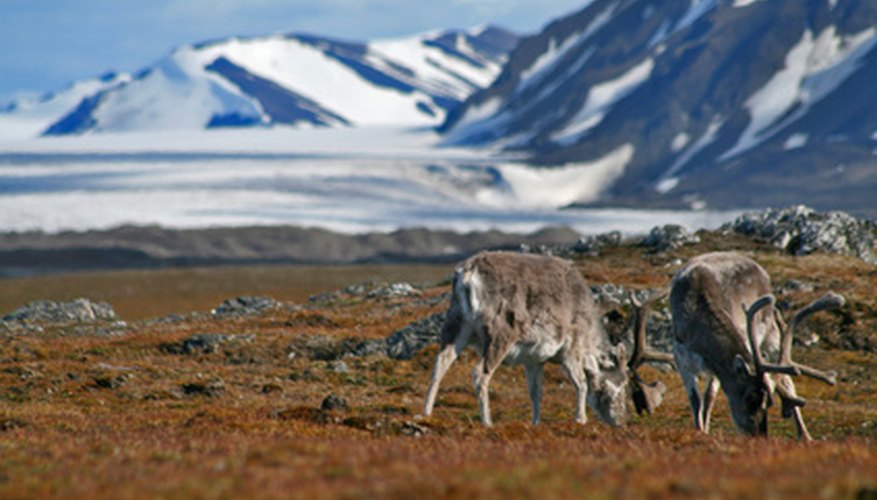 Reindeer and caribou are the only deer where the male, female, and the calves all produce antlers. Reindeer and caribou are the only deer where the male, female, and the calves all produce antlers.