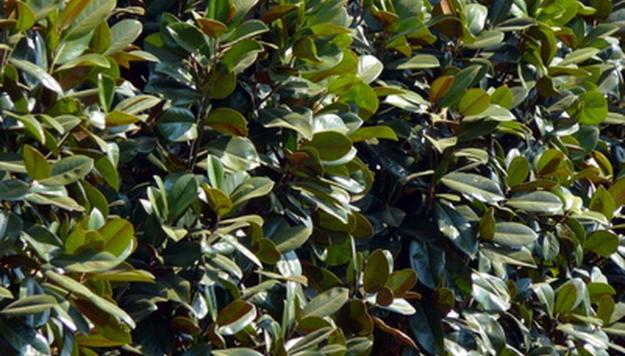 Composted sludge and commercial fertilizer produced even growth in growth trials. Composted sludge and commercial fertilizer produced even growth in growth trials.
