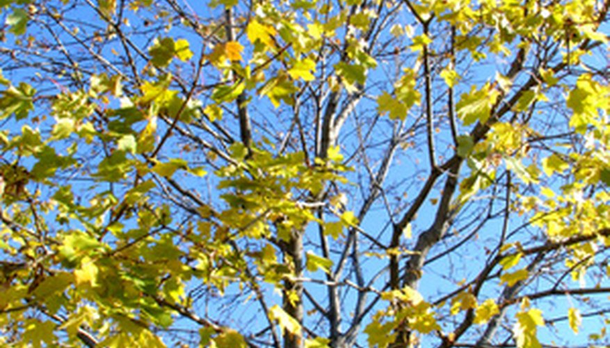The Norway maple provides fall color. The Norway maple provides fall color.