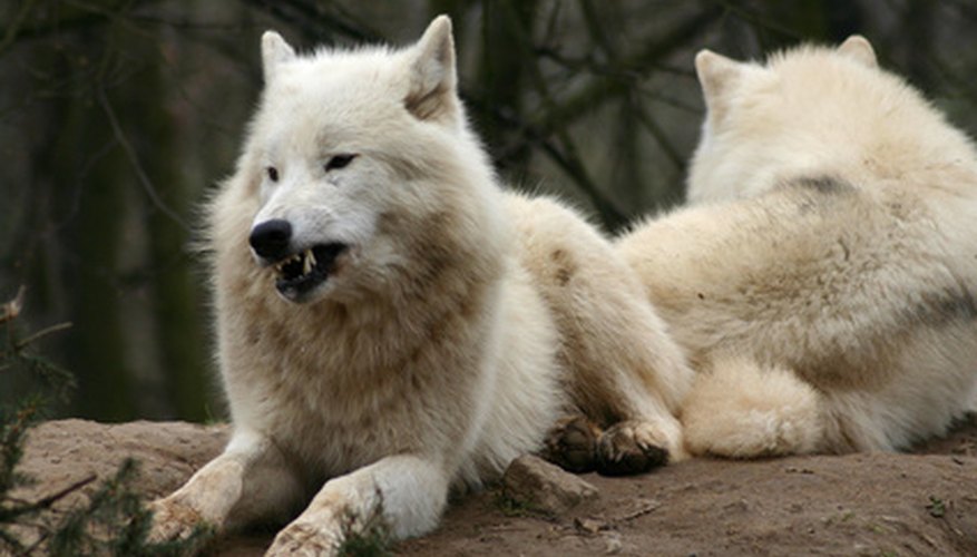 Arctic wolves can tolerate sub-zero temperatures, five months of darkness, and weeks without food. Arctic wolves can tolerate sub-zero temperatures, five months of darkness, and weeks without food.