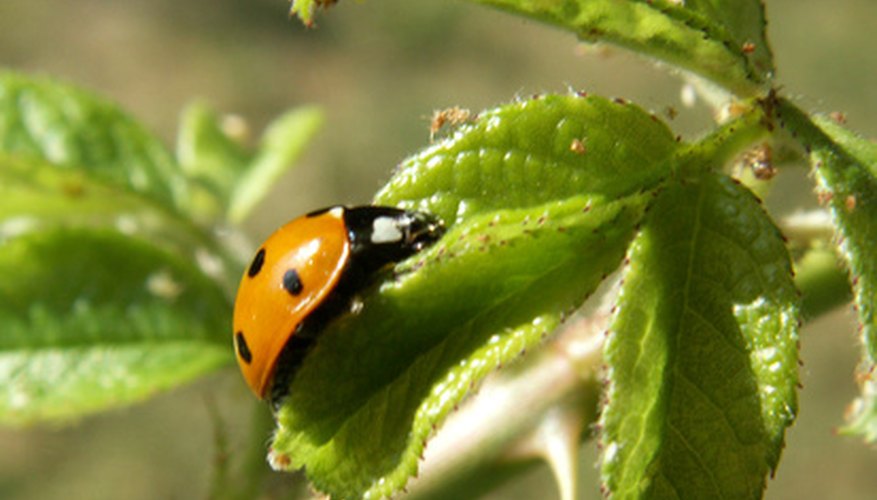 Ladybugs reduce insect problems by eating aphids and insect eggs. Ladybugs reduce insect problems by eating aphids and insect eggs.