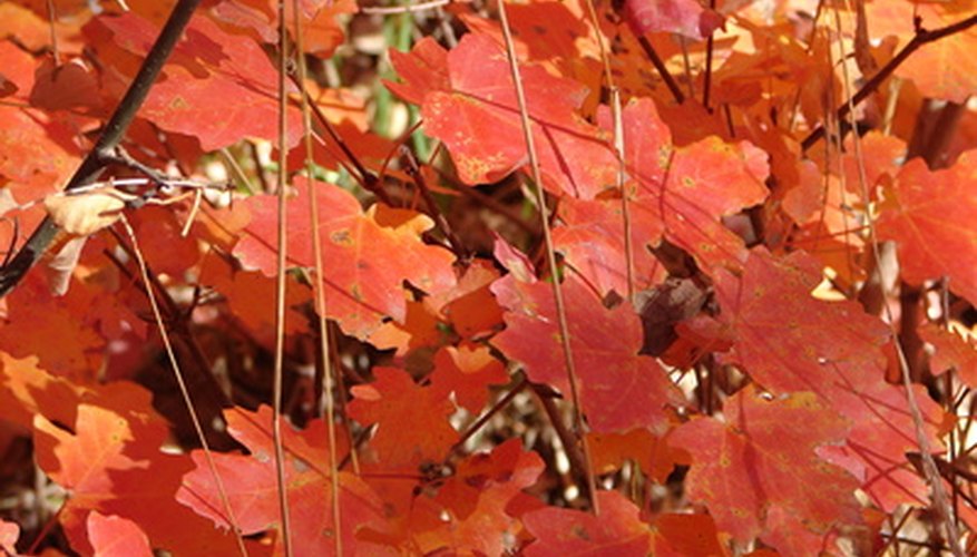 Arizona's Rocky Mountin maple is one example of a native tree perfectly suited for zone 10. Arizona's Rocky Mountin maple is one example of a native tree perfectly suited for zone 10.