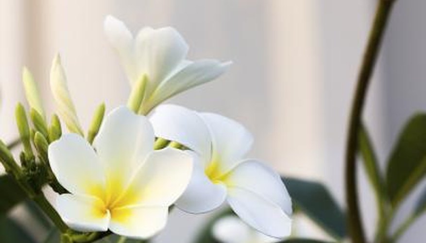 White frangipani White frangipani