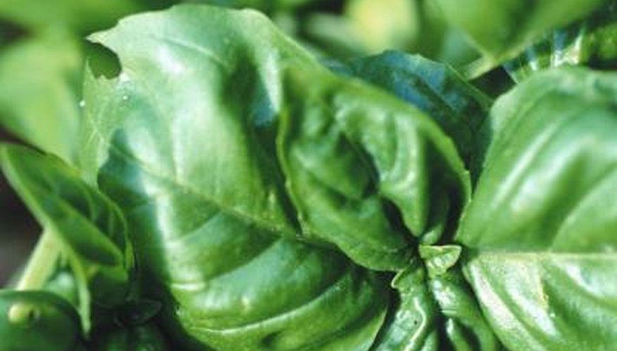 Temperature to Grow Herbs Garden Guides