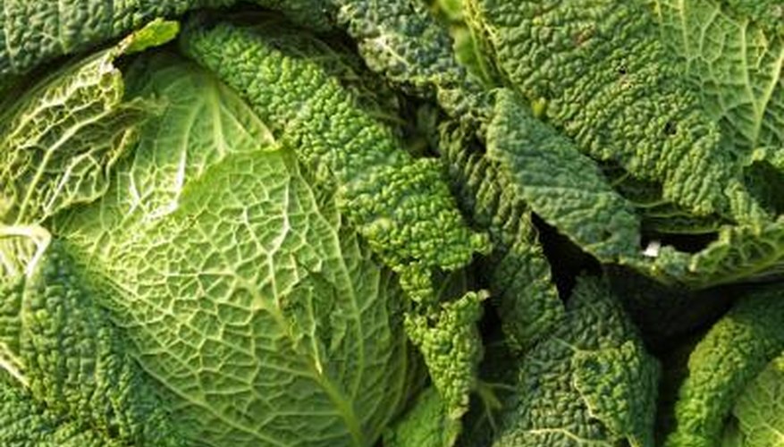 Cool Season Vegetables Cool Season Vegetables
