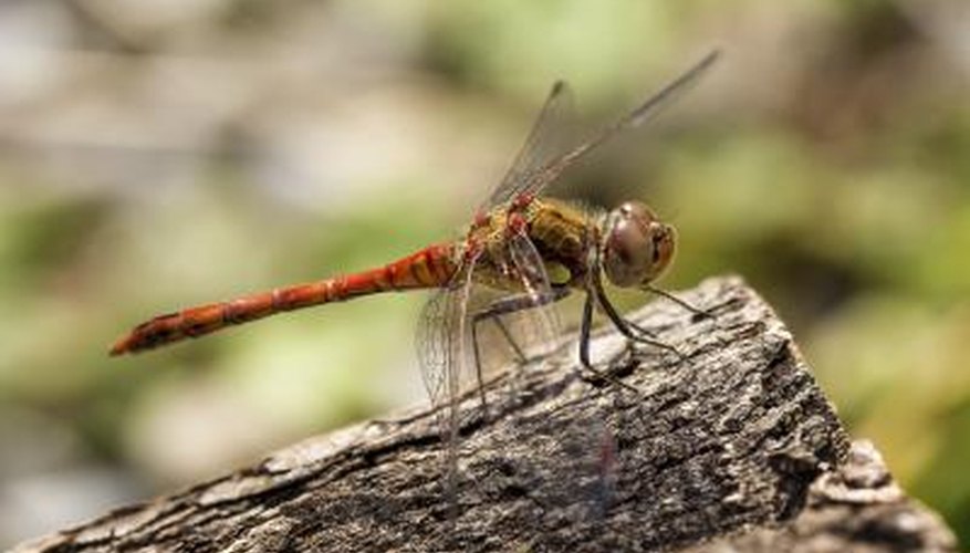Dragonflies are one if the oldest species of insects in the world. Dragonflies are one if the oldest species of insects in the world.