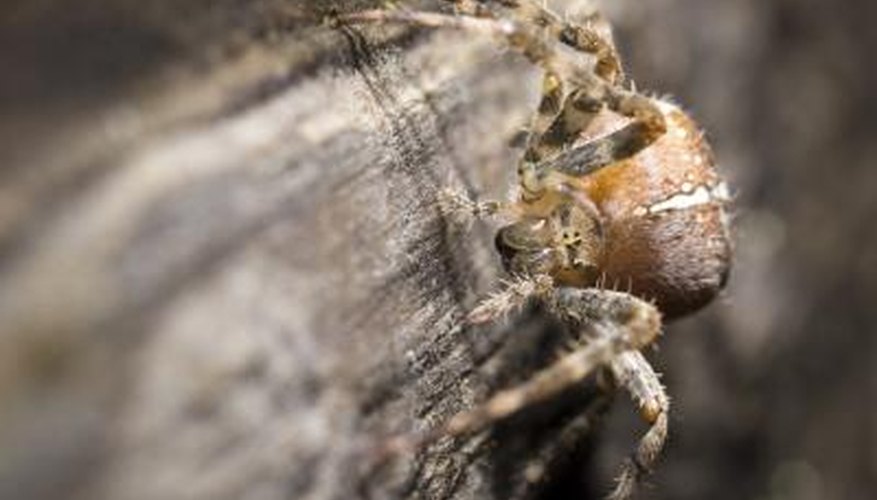 Orb Weaver spider. Orb Weaver spider.
