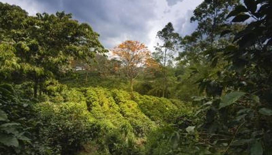 Coffee trees. Coffee trees.