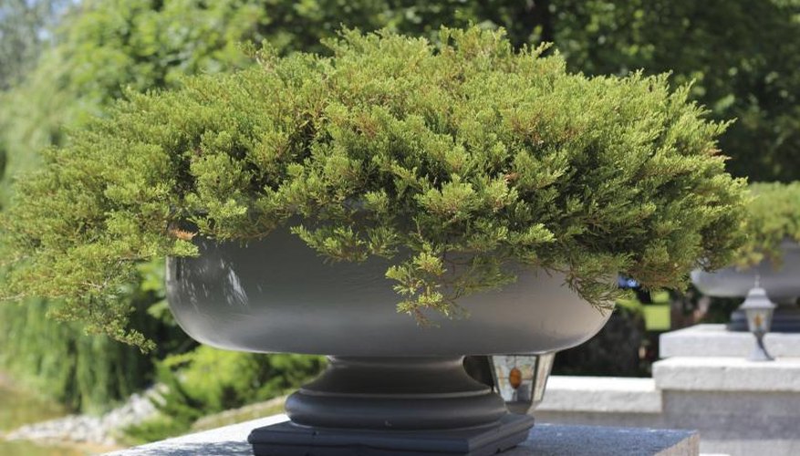 Pots of juniper at the entrance of a home near a wall of spreading greenery. Pots of juniper at the entrance of a home near a wall of spreading greenery.