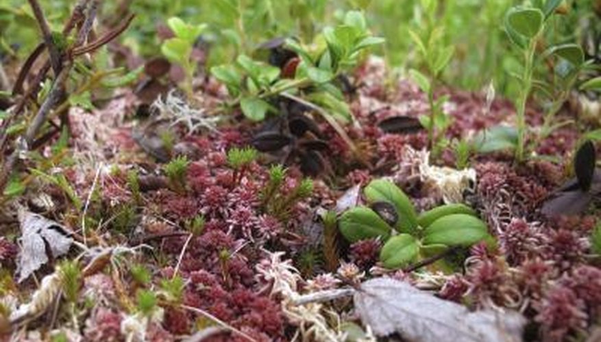 Sphagnum mosses in Sweden Sphagnum mosses in Sweden