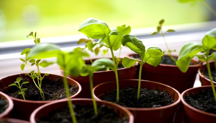 Potted herbs growing on a window sill. Potted herbs growing on a window sill.