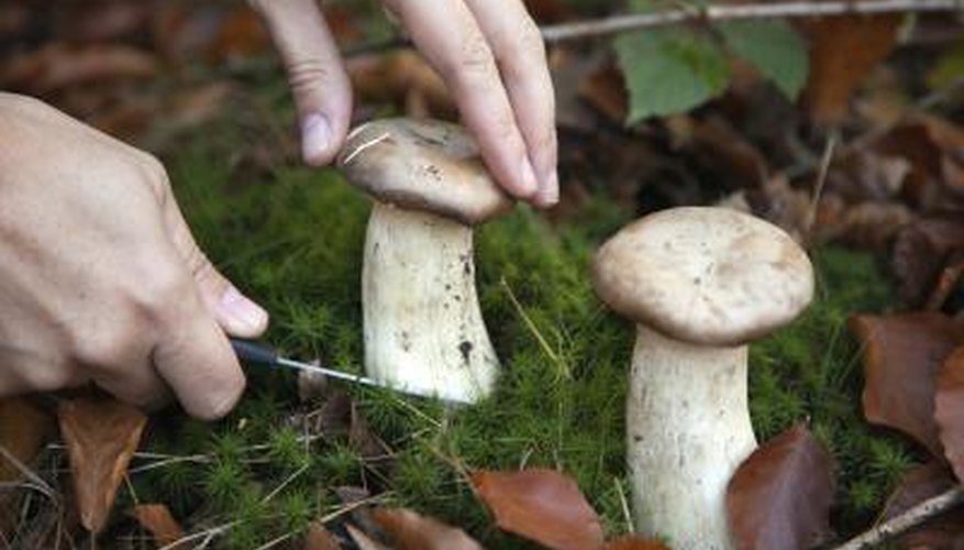 You may need a permit for mushroom hunting. You may need a permit for mushroom hunting.