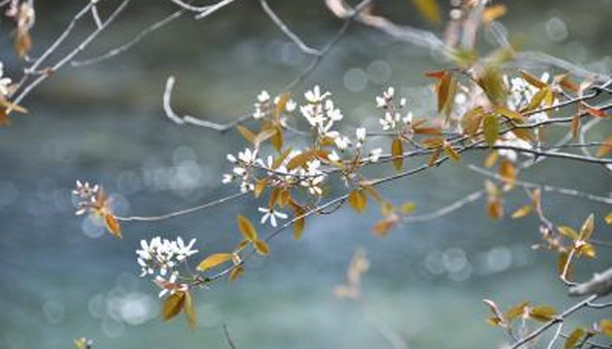 Serviceberry bush Serviceberry bush