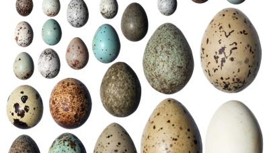 Collection of bird eggs in various sizes. Collection of bird eggs in various sizes.