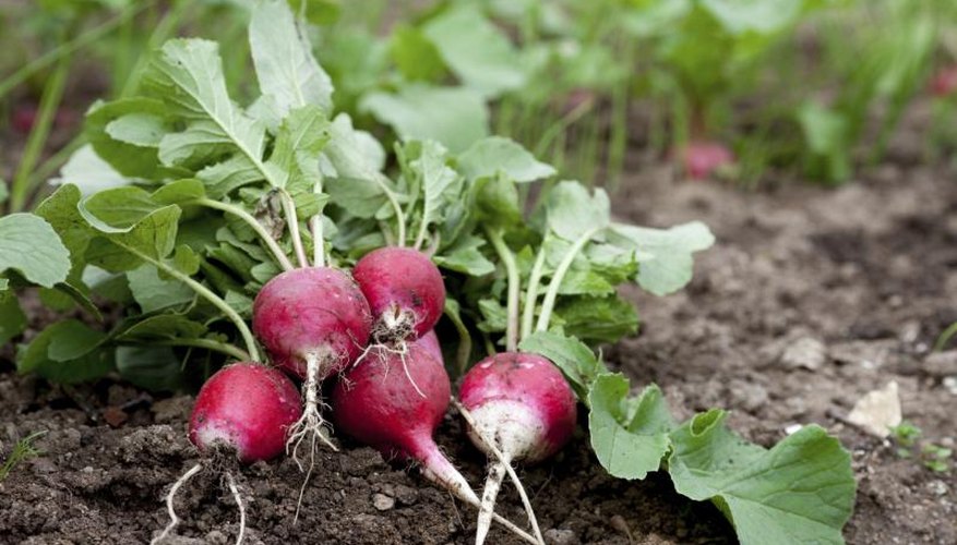 Freshly picked radishes. Freshly picked radishes.