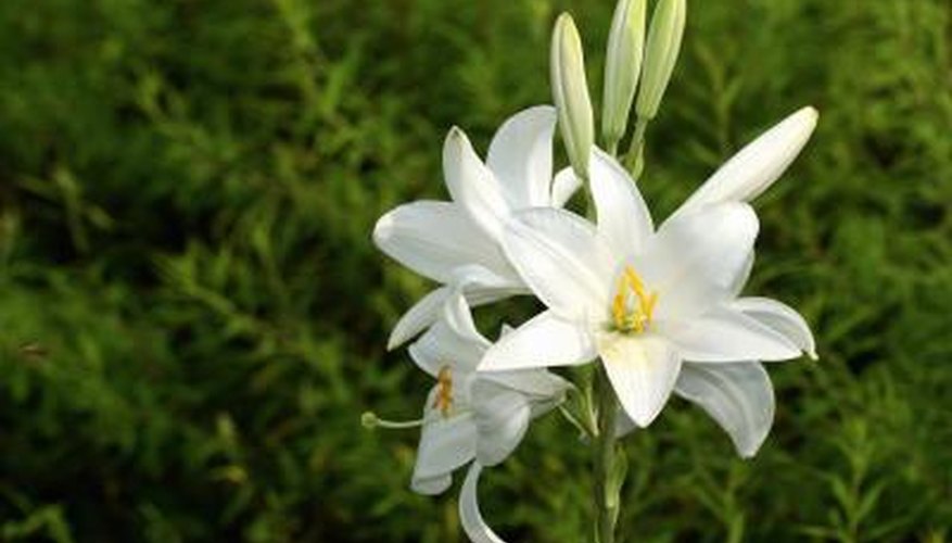 The white lily is a six-petaled flower with six stamens. The white lily is a six-petaled flower with six stamens.